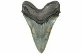 Serrated, Fossil Megalodon Tooth - South Carolina #310398-2